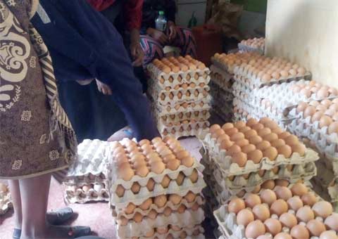 Collecting eggs at the Women Like Us Center in Nakuru, Kenya